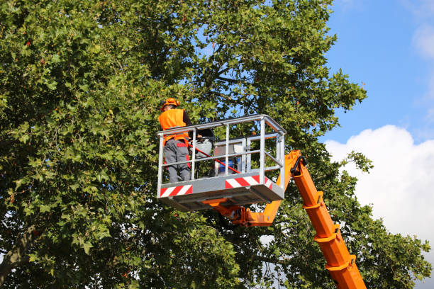 Best Tree Disease Treatment  in Trinity, TX